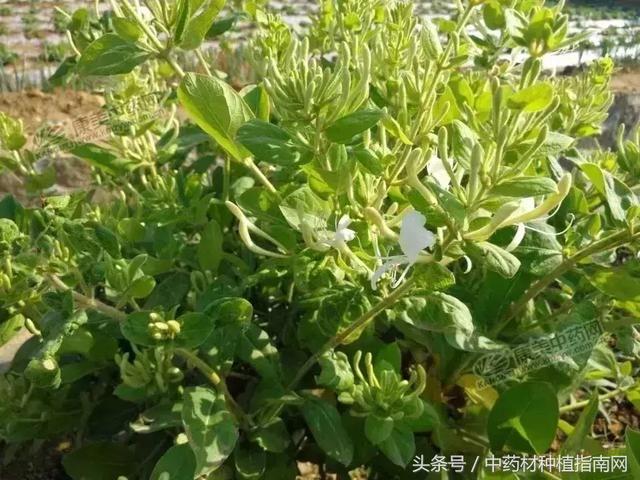 金银花最新价格分析与市场动态概览